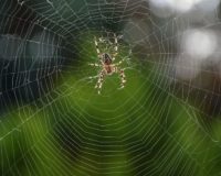 Pourquoi les araignées rentrent-elles dans nos maisons en septembre ?