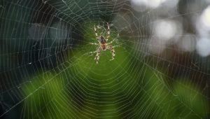 Pourquoi les araignées rentrent-elles dans nos maisons en septembre ?