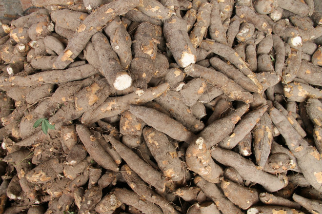 manioc