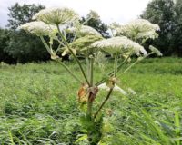 Attention : cette plante invasive peut causer des brûlures